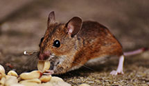 24 Hour & Emergency Exterminators in Hobe Sound, FL
